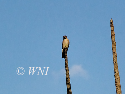 Southern Rough-winged Swallow (Stelgidopteryx ruficollis)